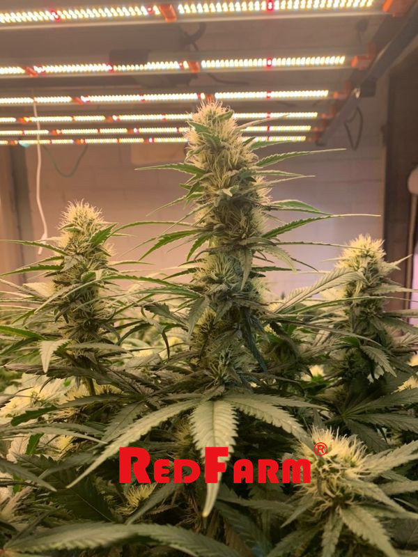 PWM IRL 1000w Uv groeit Licht voor Binneninstallaties Hoge Opbrengst 4